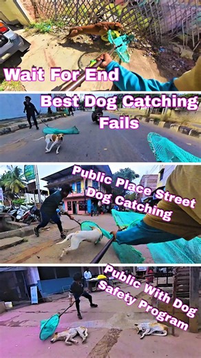 Best Season Dog Catching Fails videos #dog #best #fail #ytshorts #streetdogrevival #amazing