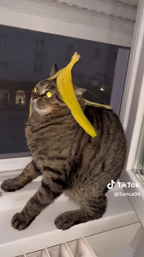 Divertido Shitpost de Gatos: ¡Momento Brainrot!