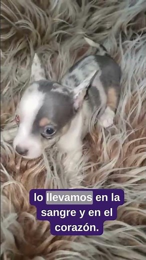 The Chihuahua... one of the oldest dogs in the world... #MexicanChihuahua #AncestralBreed