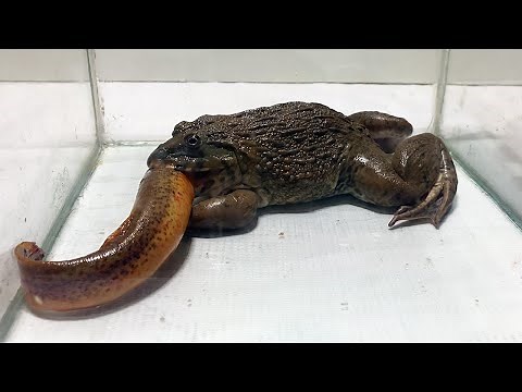 Eat a rampaging loach / Pacman frog , African bullfrog【LIVE FEEDING】