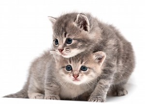 Chaton 1 mois : Prendre soin d’un chaton de 1 mois