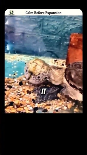 Puffer Fish Instinctive Inflation Defense