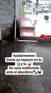 2.9K views · 129 reactions | Caso externo Este gatito ‍⬛ NECESITA...
