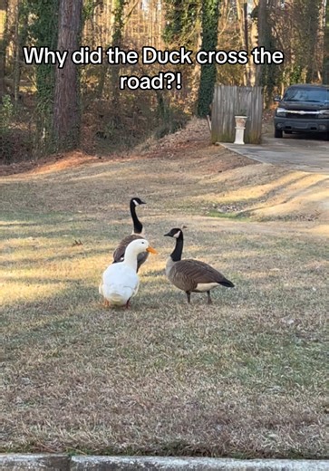 Elly May Clampett (@color_me_elly)’s videos with original sound - Elly May Clampett