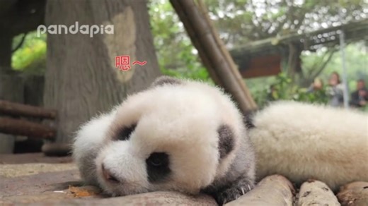 【不可描述的耳机福利】滚滚们滚滚而来的嗯嗯嗯…萌出血（音频下载看简介