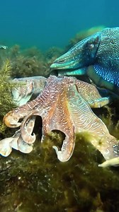 Two Australian Giant Cuttlefish fighting for the right to the female! In this video | VIRAL F2
