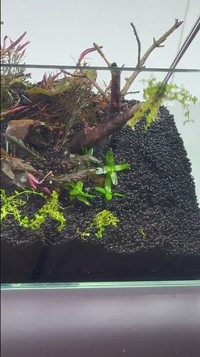 🌱 My First Nano Aquascape: Start to Finish! (Sand, Plants, FZONE Filter & Light)