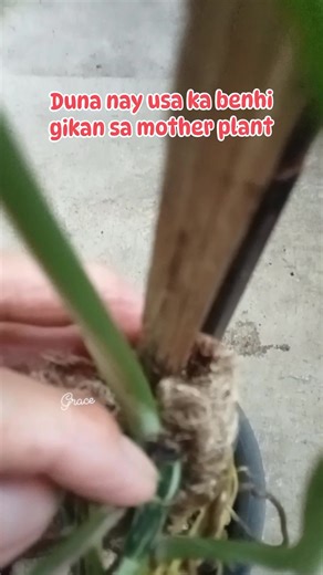 #planttips #waterpropagation #fbreelsviral #fypviralシ | Grace Lim Diaz
