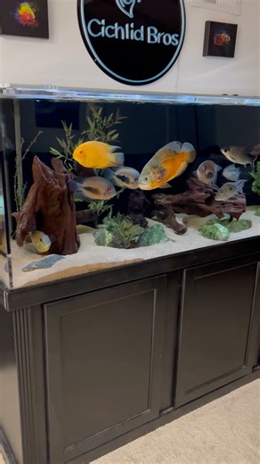 180 Gallon Cichlid Tank (Throwback)