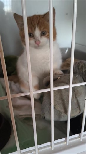 Achtung dringend ‼️ Klein Grinchi aus Ruderitz wartet auf sein Geschwisterchen. 😼 Wir haben eine große Bitte🙏....Wer dieses kleine Kätzchen gefunden und zu uns ins Katzenhaus gebracht hat, möchte sich ganz dringend bei uns melden. Es besteht die Gefahr, dass das zurück gebliebene Kitten bei den Temperaturen erfriert. 😿 Wir würden beim Einfangen helfen. Leider haben wir keinen Namen und keine Telefonnummer vom Finder. Bitte meldet euch bei uns! Es geht ums Überleben des Kitten 🙏🙏🙏 | Katzenh