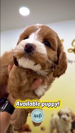 Meet this beautiful, gentle little Australian Labradoodle girl 🐶🥰 #breeder #puppy #labradoodles