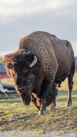 Les bisons d’Amérique sont de retour dans la plaine ! 🦬✨ Après avoir passé l’hiver dans une prairie plus abritée, permettant à celle du Nouveau Monde de se régénérer, nos bisons ont retrouvé leur vaste territoire aux côtés des ours et des coyotes. Un retour en douceur orchestré par notre équipe animalière, sous l’œil attentif de nos vétérinaires qui en ont profité pour réaliser les contrôles de santé nécessaires : prise de sang, vermifuge et traitement contre les parasites externes. Désormais b