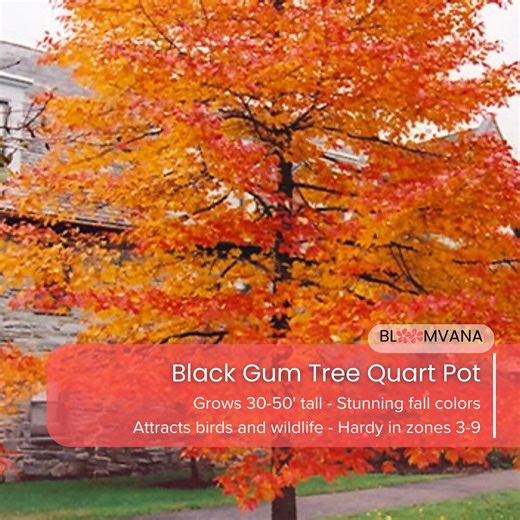 Black Gum Tree Quart Pot, Nyssa Sylvatica (6-12") - Etsy