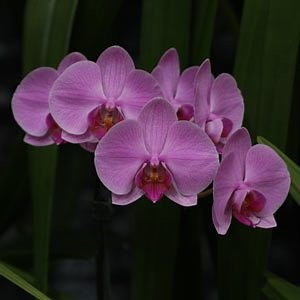 Phalaenopsis Orchids - Moth Orchids - Basic Care & Species
