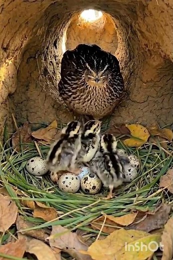 Inside a Quail Nest 🐣 | Cute Baby Quail Chicks Hatching from Eggs 😍 (Rare Close-Up)