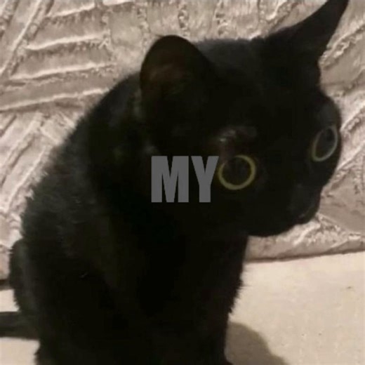 CapCut Party Dance Template Trends