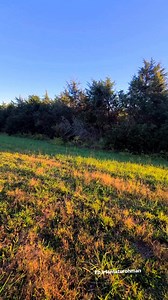 33K views · 1K reactions | Bergemuruh  #beaglehunting #doghunting #beagle #irfanseggagadventure #porbiindonesia #irfanfaturohman #hunting #berburu #FOXHOUND | Irfan Faturohman | Facebook