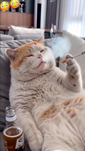 Cat, why are you drinking and smoking in my room? ￼👀😱😱😡😜😂#funny #cat #comedy