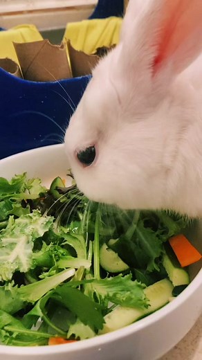Bunny Honks and Purrs: The Sounds of a Happy Pet