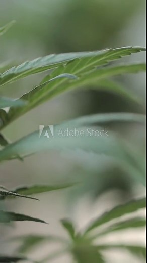 Vertical close-up footage of the marijuana plant leaves Stock Video