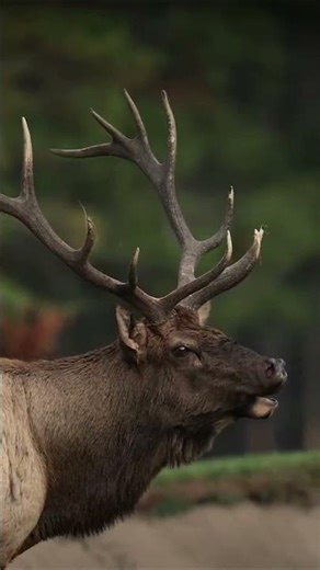 Animals That Literally Have the Most Terrifying Sounds😱 #animals #animalfacts #facts