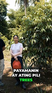Bicol's Pili Trees Integrated Farming with Ma'am Rose #foryourpageシ #highlightseveryonefollowers #everyonehighlights #fypシviralシ2024 #foryourpage #everyonefollowers #fypviralシ #AgreeSaAgri #viral #fypシ゚viralシ2024fyp #agreesaagri❤️ #fypシ゚ #fypシ゚viralシ #follower #fypシ゚viralシfypシ゚viralシalシ #fypageシ #pinoy #feelingpopular #fypシ゚viralシfypシ゚ | Agree sa Agri