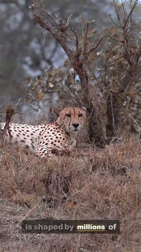 Last of Its Kind: The Cheetah's Fight for Survival | 4K Wildlife