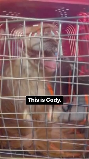 219 reactions · 67 shares |  Foster needed for Cody  Cody has been...