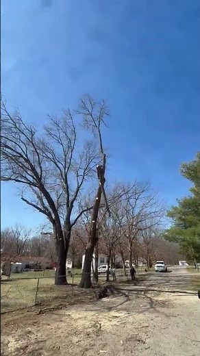 Safe Tree Removal Technique | Rope Lowering | Precision Tree Care Baraboo, WI