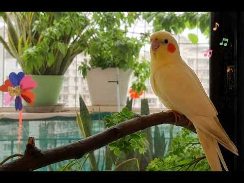 Bird Songs & Sounds | Chirping & Whistling | Watch Cockatiel Bird Singing!!!!!
