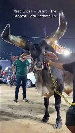 Meet India's Giant: The Biggest Horn Kankrej Ox from Pathan Cattle Farm!