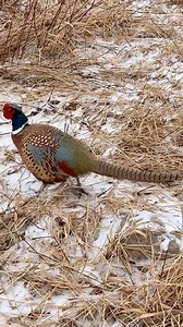 Little buddy feeding today. #ranching #ranchlife #pheasant #wildlife #nebraskasandhills Ben Andrews | Sherry Ann Andrews