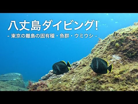 【八丈島ダイビング】東京からの秘境！ウミウシと固有種の楽園を発見！