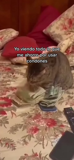 condonesvive on TikTok