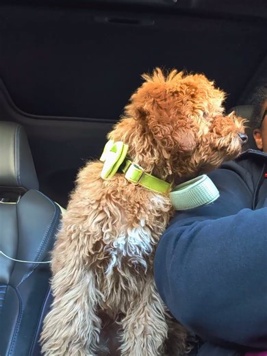 Kyro Kronicles: Adorable Cockapoo Adventures