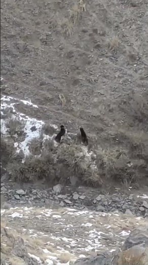 Wolves attack dogs!!!