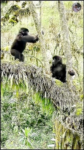 Baby Chimp Can't Stop Laughing At Friend