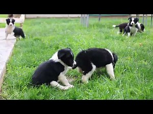 Border Collie Puppies For Sale
