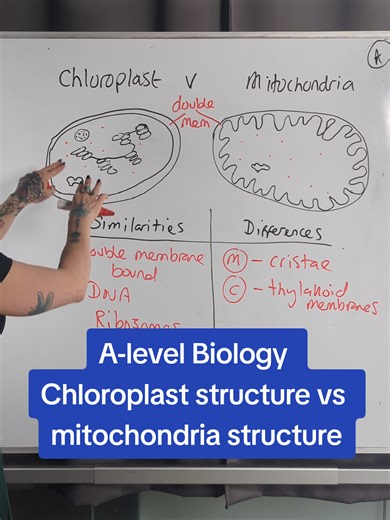 A-level Biology - Chloroplast structure vs mitochondria structure #myedspace #myedspacebiology #biology #alevels #emmadoesbiology
