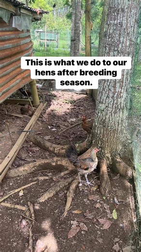 127 reactions · 8 comments | This is what we do to our hens after breeding season. | Ann Panabong Breeder | Facebook