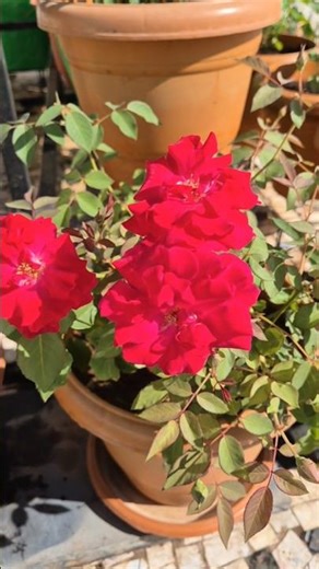 Terrace Garden Flowers #beautifulnature #rose #garden #terracegardenindia #gardening