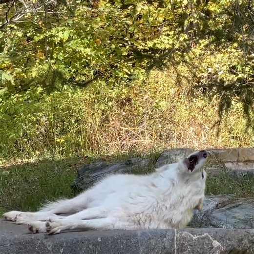 The best howls are lazy 😆 | Wolf Conservation Center