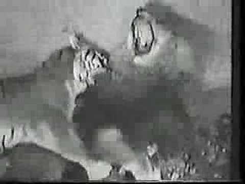 Bengal Tigress vs Asiatic Lion (No death)