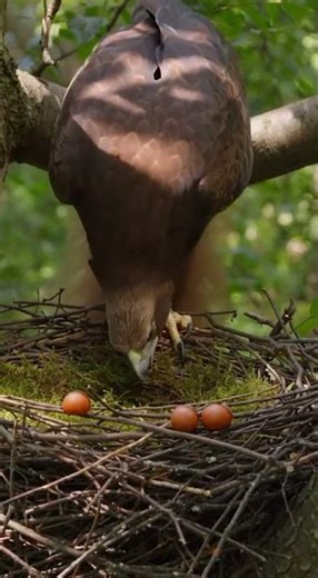 Squirrel-Eagle documentary! 🐿️🦅 #Nature #Hybrid #AI