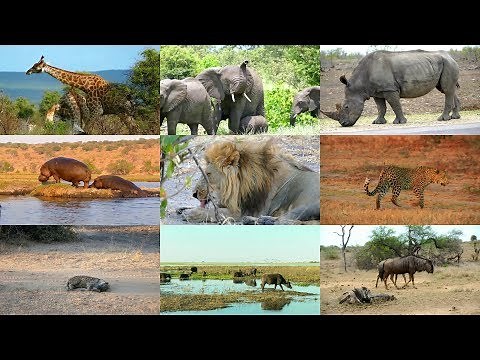 African animals in Spanish for children with pronunciation (and videos)