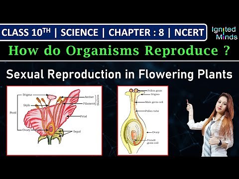 Class 10th Science | Sexual Reproduction (Flowering Plants) | Chapter 8: How do Organisms Reproduce?