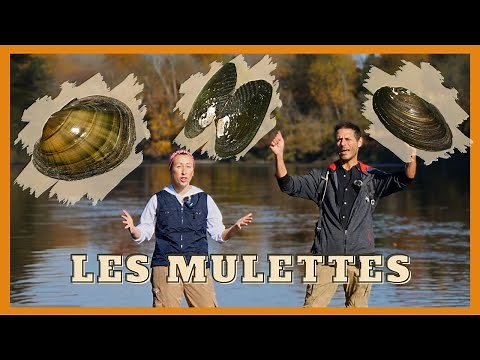 Les mulettes: c'est quoi ?