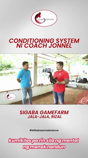 Gamefowl Conditioning Guide by SIGABA Gamefarm Coach Jonnel