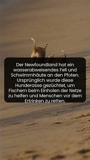 Why the Newfoundland is a true helper for fishermen and people**