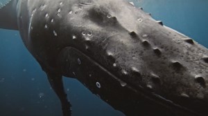 The secret world of whales revealed in close-up underwater footage - Worldwide